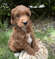 Allie, a female Miniature Goldendoodle for sale in Middlebury, IN – 1 of 4
