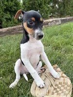 Stetson , a male Jack Russell Terrier and Rat Terrier for sale in Middlebury, IN – 3 of 5