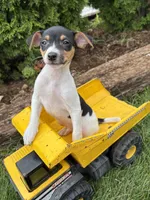 Sam, a male Jack Russell Terrier and Rat Terrier for sale in Middlebury, IN – 3 of 4