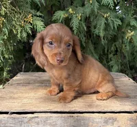Bowie, a male Miniature Dachshund for sale in Middlebury, IN – 4 of 5