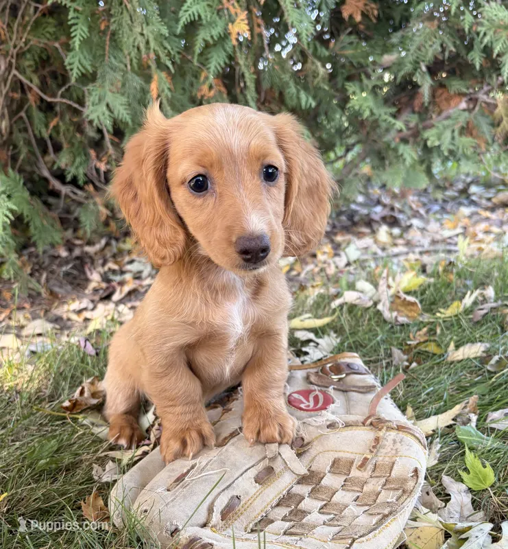 Honey – Miniature Dachshund puppy for sale in Middlebury, IN