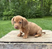 Raine, a female Dachshund for sale in Middlebury, IN – 4 of 6