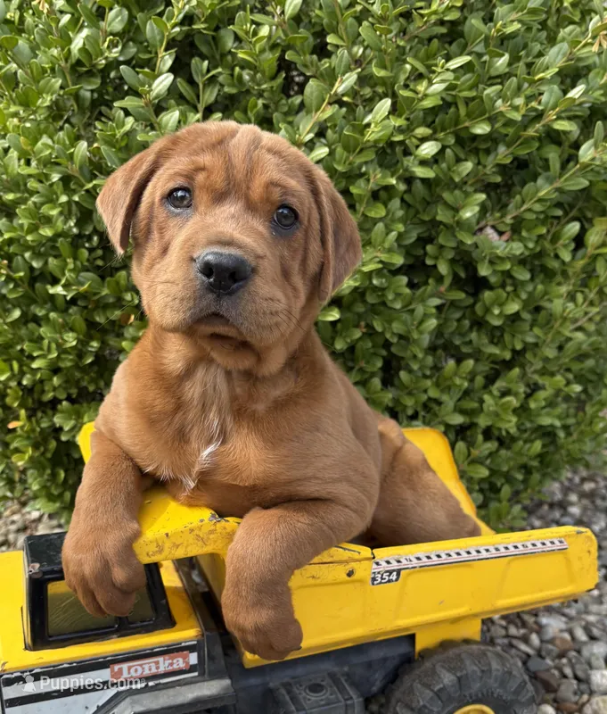 Hagen – Chinese Shar-Pei, Cocker Spaniel puppy for sale in Middlebury, IN