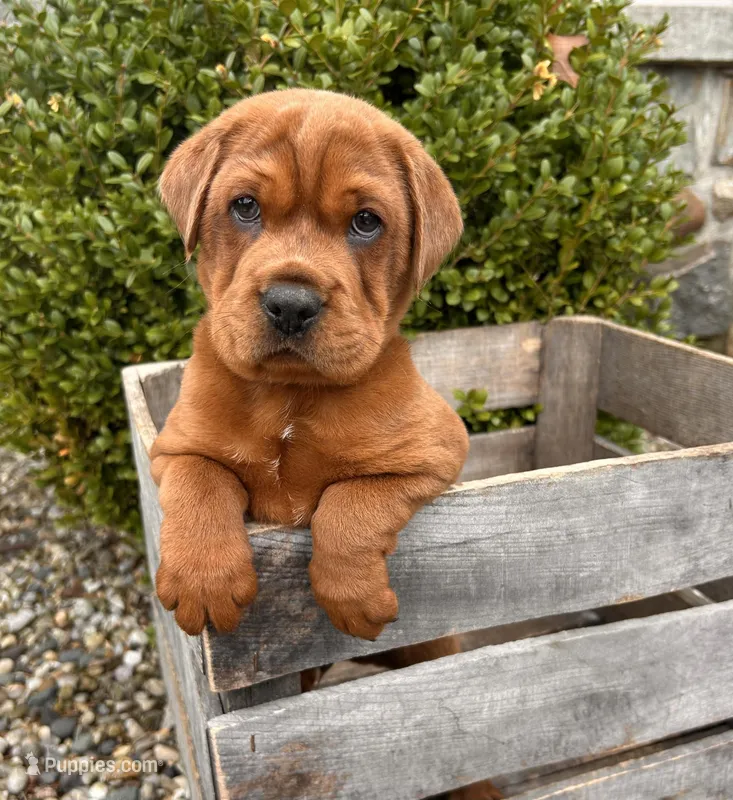 Hagen – Chinese Shar-Pei, Cocker Spaniel puppy for sale in Middlebury, IN