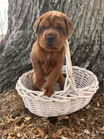 Hagen, a male Chinese Shar-Pei and Cocker Spaniel for sale in Middlebury, IN – Photo 3 of 5