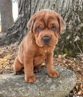 Hagen, a male Chinese Shar-Pei and Cocker Spaniel for sale in Middlebury, IN – Photo 1 of 5