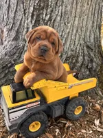 Hagen, a male Chinese Shar-Pei and Cocker Spaniel for sale in Middlebury, IN – Photo 4 of 5