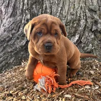 Hagen, a male Chinese Shar-Pei and Cocker Spaniel for sale in Middlebury, IN – Photo 2 of 5