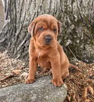 Hagen, a male Chinese Shar-Pei and Cocker Spaniel for sale in Middlebury, IN – Photo 5 of 5