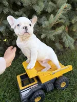 Leo, a male French Bulldog for sale in Middlebury, IN – 5 of 5