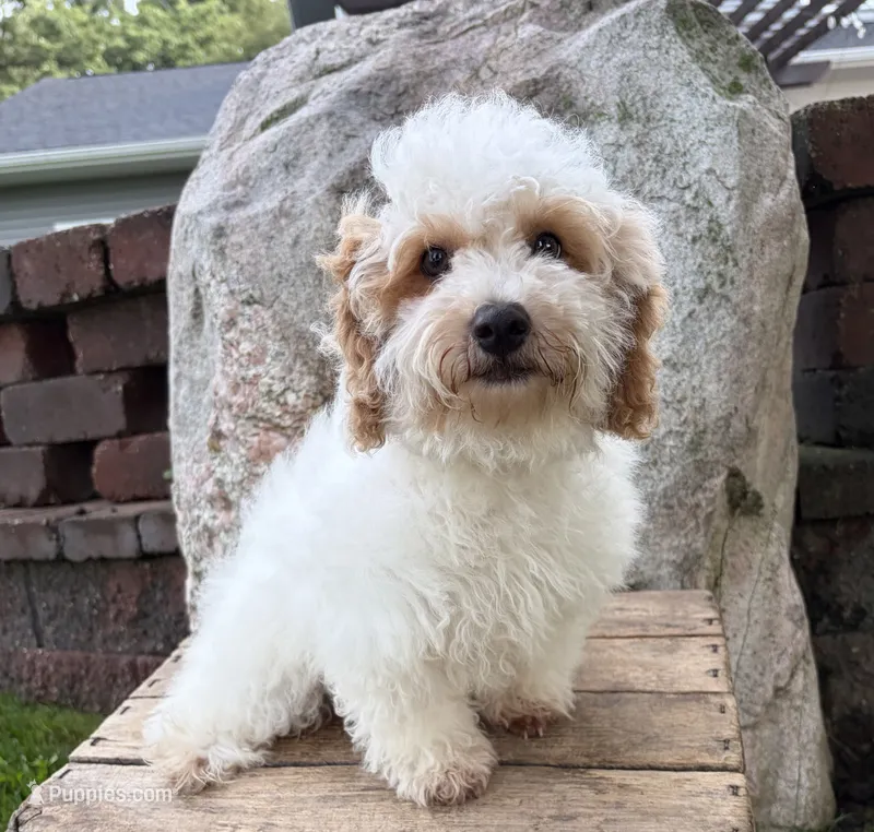 Arlo – Havapoo puppy for sale in Middlebury, IN