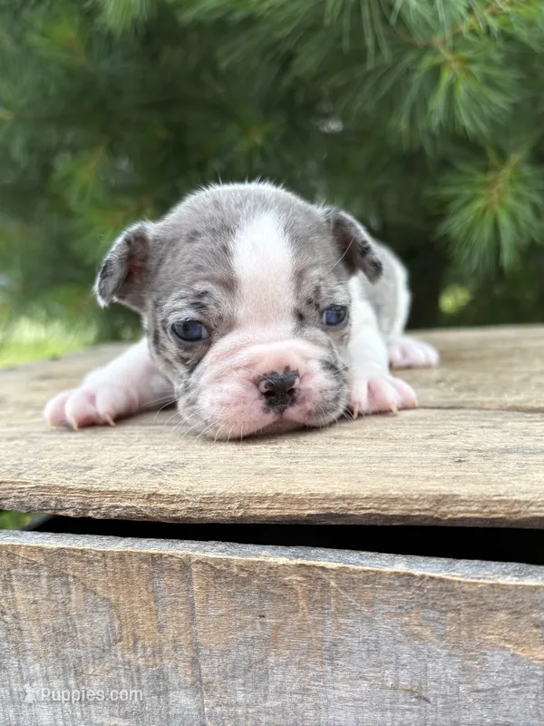 Sasha – French Bulldog puppy for sale in Middlebury, IN