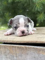 Sasha, a female French Bulldog for sale in Middlebury, IN – 1 of 5