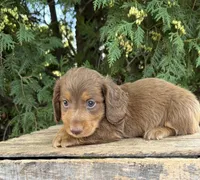 Calihan, a male Dachshund for sale in Middlebury, IN – 2 of 5