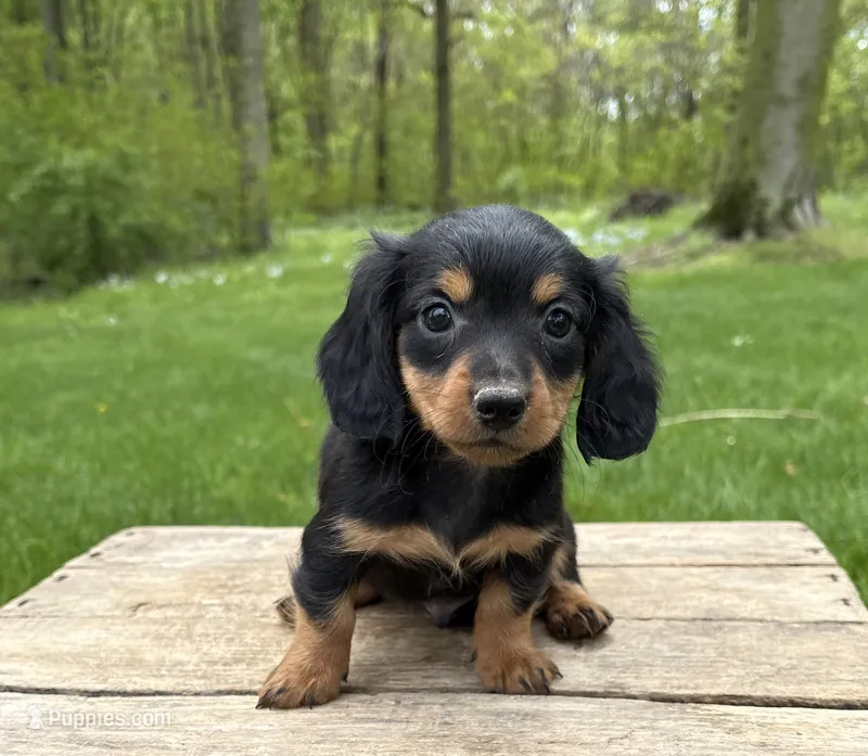Harrison – Dachshund puppy for sale in Middlebury, IN