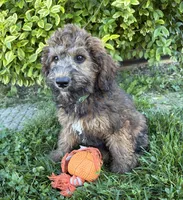 Hazel, a female Whoodle for sale in Middlebury, IN – 4 of 4
