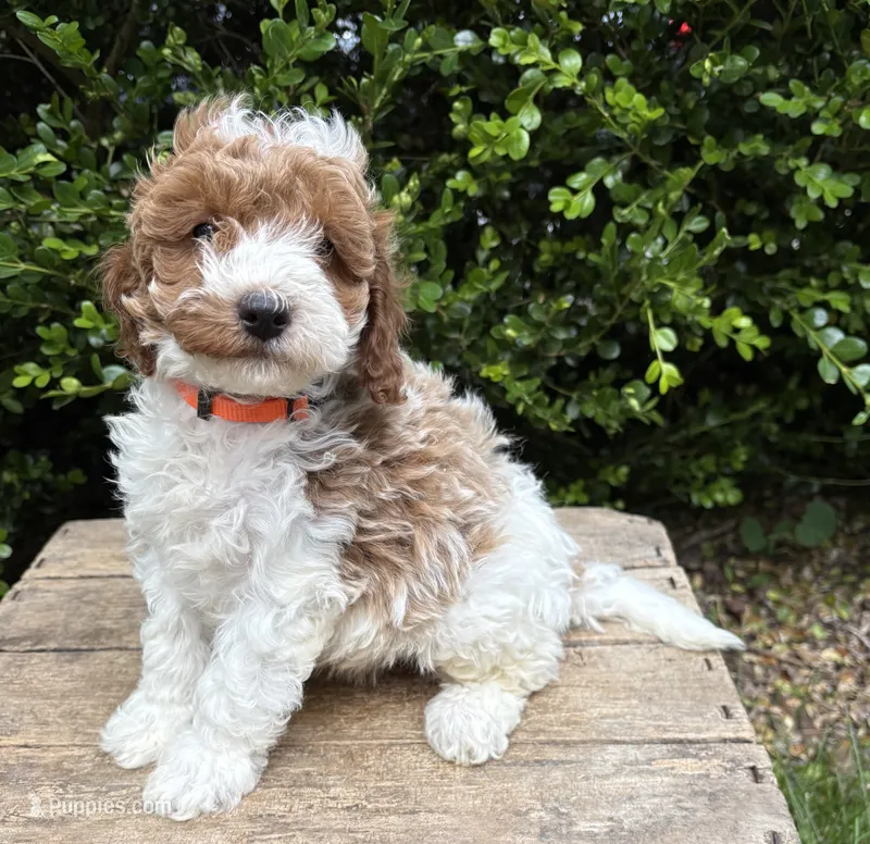 Alex – Miniature Goldendoodle puppy for sale in Middlebury, IN