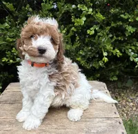 Alex, a male Miniature Goldendoodle for sale in Middlebury, IN – 1 of 4