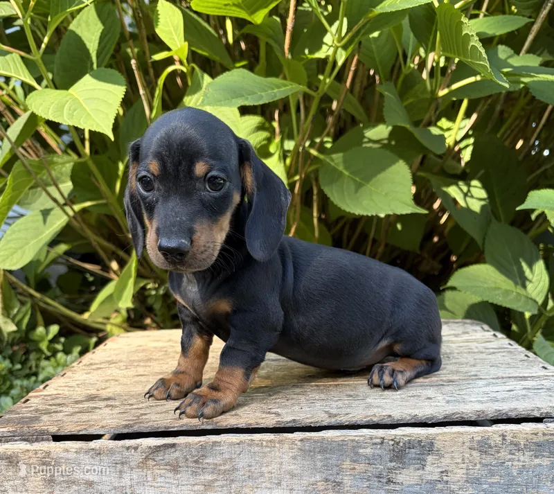 Reily  – Dachshund puppy for sale in Middlebury, IN