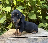Reily , a male Dachshund for sale in Middlebury, IN – 1 of 5