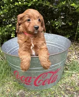Arielle , a female Miniature Goldendoodle for sale in Middlebury, IN – 3 of 4