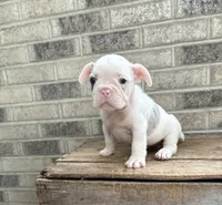 Darcia, a female French Bulldog for sale in Middlebury, IN – 4 of 4