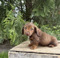 Heath, a male Dachshund for sale in Middlebury, IN – 4 of 5
