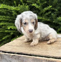 Jasper, a male Dachshund for sale in Middlebury, IN – 4 of 4