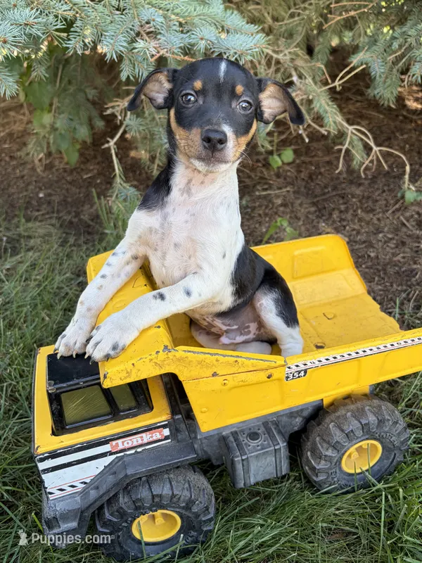 Ruger – Rat Terrier puppy for sale in Middlebury, IN