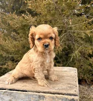 Mickey , a male Cocker Spaniel for sale in Middlebury, IN – Photo 3 of 5