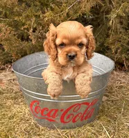 Mickey , a male Cocker Spaniel for sale in Middlebury, IN – Photo 2 of 5