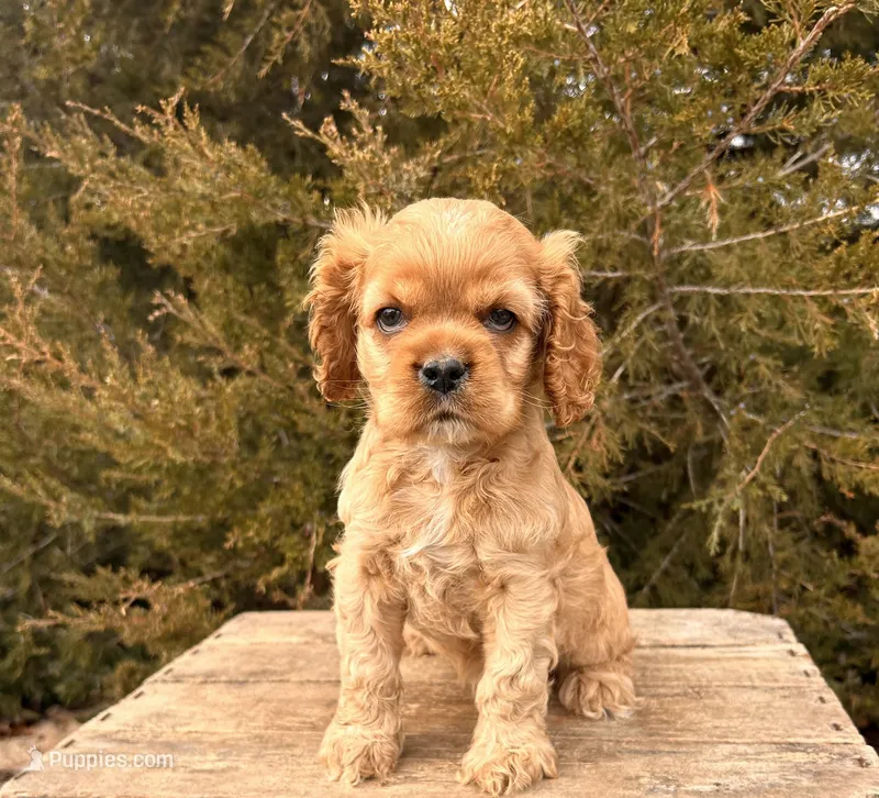 Mickey , a male Cocker Spaniel for sale in Middlebury, IN – Photo 1 of 5
