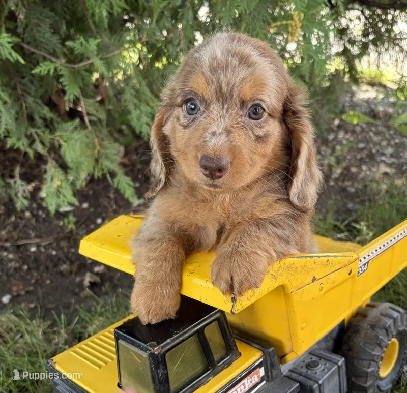 Colby – Dachshund puppy for sale in Middlebury, IN