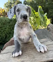 Emmett, a male Great Dane for sale in Middlebury, IN – 4 of 4