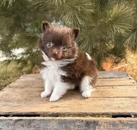 Oscar, a female Pomeranian for sale in Middlebury, IN – Photo 1 of 5