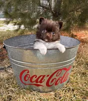 Oscar, a female Pomeranian for sale in Middlebury, IN – Photo 2 of 5