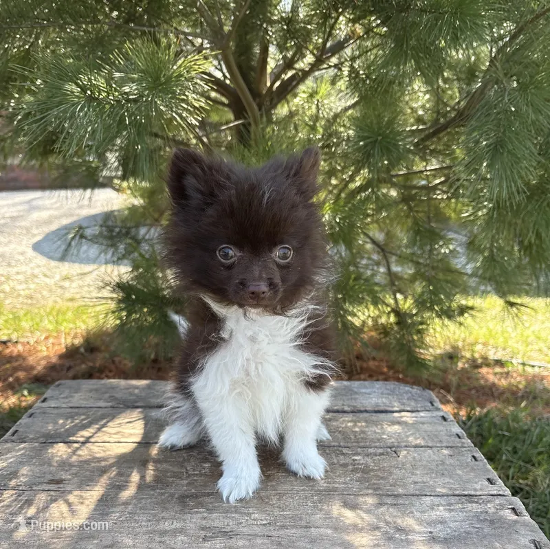 Oscar – Pomeranian puppy for sale in Middlebury, IN