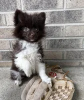 Oscar, a male Pomeranian for sale in Middlebury, IN – Photo 3 of 4