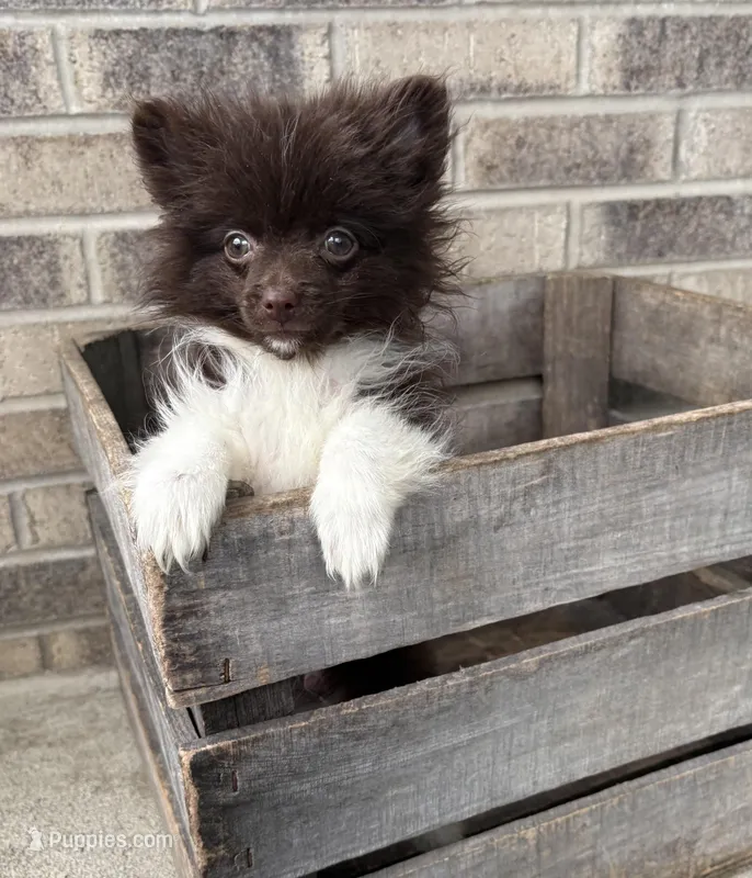 Oscar – Pomeranian puppy for sale in Middlebury, IN
