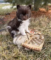 Oscar, a female Pomeranian for sale in Middlebury, IN – Photo 5 of 5