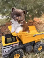 Oscar, a female Pomeranian for sale in Middlebury, IN – Photo 3 of 5