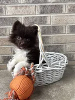 Oscar, a male Pomeranian for sale in Middlebury, IN – Photo 2 of 4