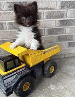 Oscar, a male Pomeranian for sale in Middlebury, IN – Photo 4 of 4