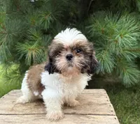 Thomas , a male Shih Tzu for sale in Middlebury, IN – 1 of 4