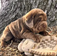 Ike, a male Chinese Shar-Pei and Cocker Spaniel for sale in Middlebury, IN – Photo 3 of 4