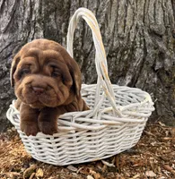Ike, a male Chinese Shar-Pei and Cocker Spaniel for sale in Middlebury, IN – Photo 1 of 4
