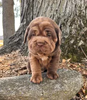 Ike, a male Chinese Shar-Pei and Cocker Spaniel for sale in Middlebury, IN – Photo 2 of 4