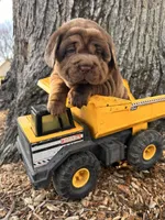 Ike, a male Chinese Shar-Pei and Cocker Spaniel for sale in Middlebury, IN – Photo 4 of 4