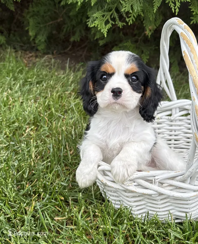 Charlie – Cavalier King Charles Spaniel puppy for sale in Middlebury, IN