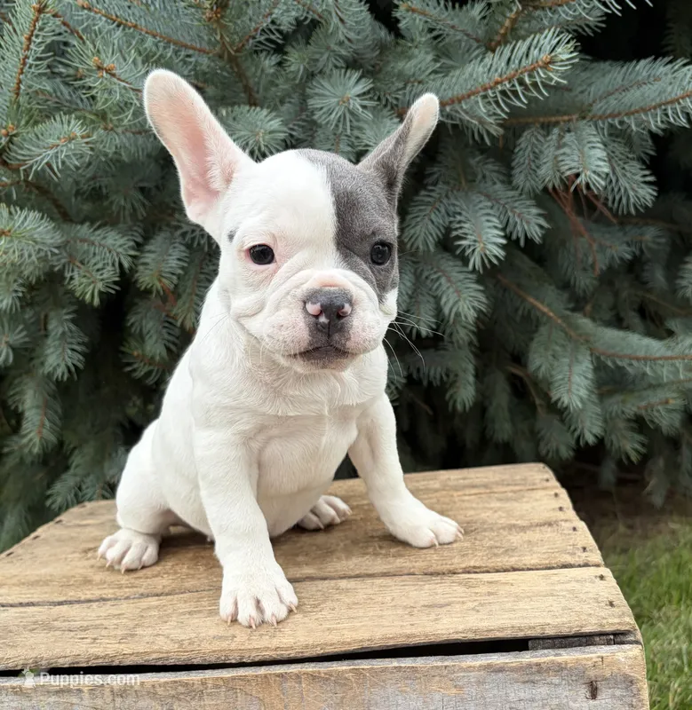 Layla – French Bulldog puppy for sale in Middlebury, IN